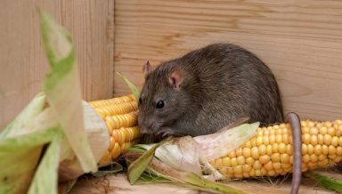 Rats Rattus norvegicus - Dératiseur agréé indre - Problème de rongeurs