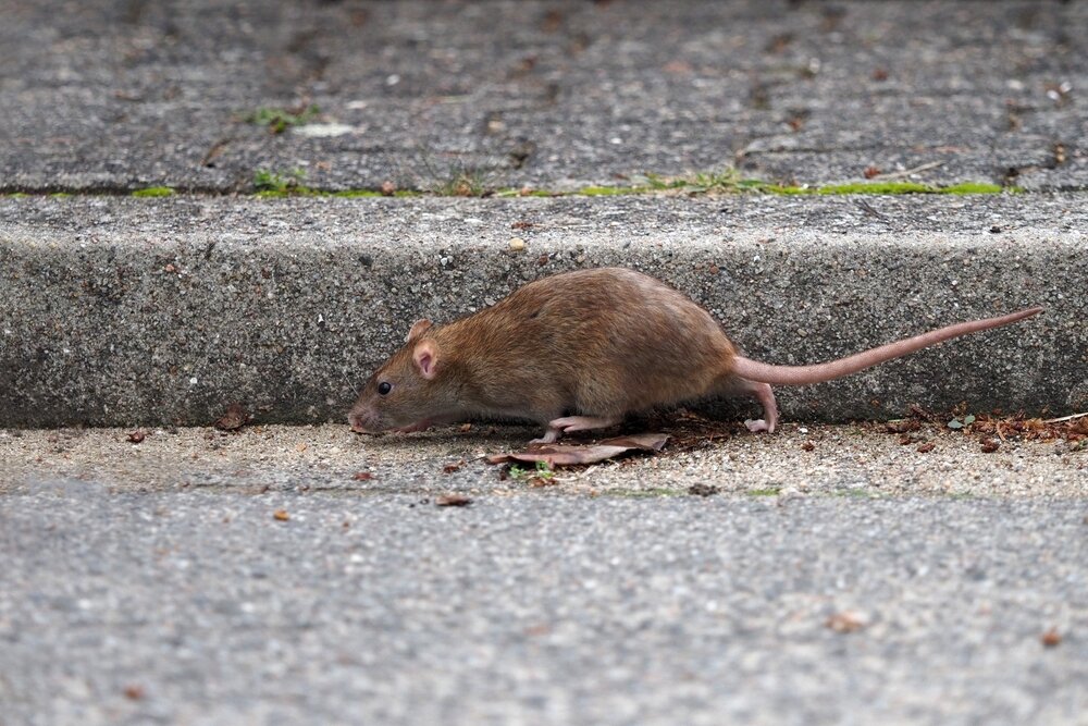Dératisation Loches - Dératiseur Indre - Rats, souris, rongeurs - Département 36