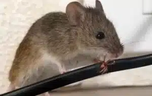 Dératisation rats souris Châteauroux