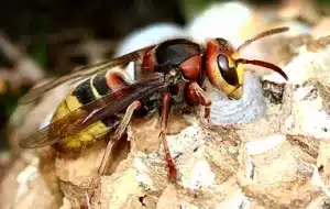 Urgence destruction nid frelons européens a Châteauroux