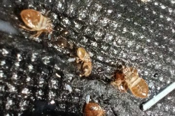 Infestation punaises de lit Châteauroux