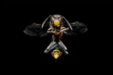 Frelon-asiatique