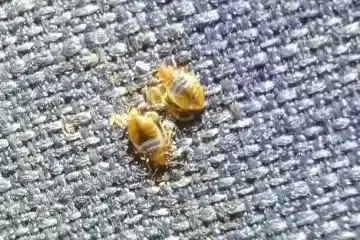 Comment se débarrasser des punaises de lit Châteauroux