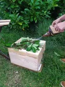 Essaim abeilles indre que faire