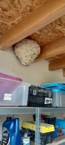 danger frelons dans habitation